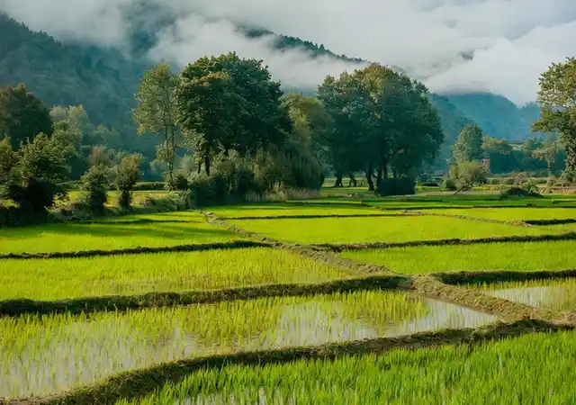 عکس هایپررئالیستیک از چشمانداز طبیعی گیلان با شالیزارهای سرسبز، رطوبت بالا و آبوهوای واقعی مناطق ساحلی نزدیک چاف و چمخاله.