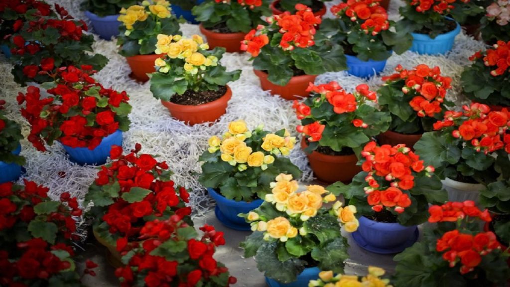 طراحی اصولی باغچه گل در گیلان