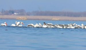 تالاب‌ها و ویژگی‌های اکولوژیک آن‌ها