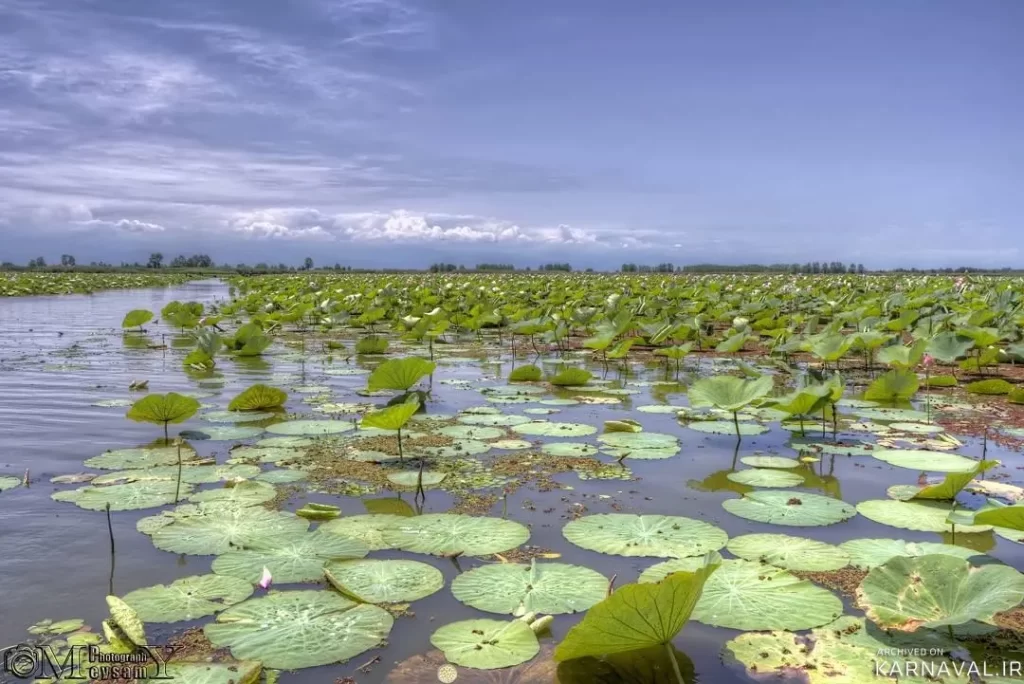 اهمیت زیست‌محیطی تالاب انزلی