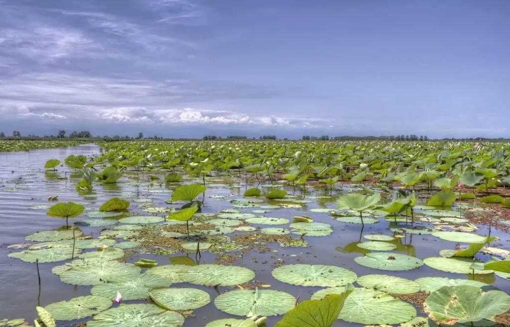 اهمیت زیست‌محیطی تالاب انزلی