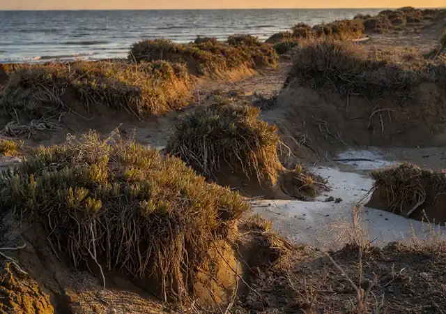 منظره ساحلی در منطقه چاف گیلان در نور طلایی غروب یا طلوع آفتاب؛ گیاهان مقاوم به شوری (هالوفیت) با ریشههای قوی و گسترده که خاک شنی-شور را در برابر فرسایش نگه داشتهاند. ریشهها از دل تپههای کوچک شنی بیرون زده و خاک را محکم کردهاند. در پسزمینه دور، موجهای آرام دریای خزر و خط افق دیده میشود. این تصویر حس امید، احیا و پایداری طبیعی زمین ساحلی را منتقل میکند.