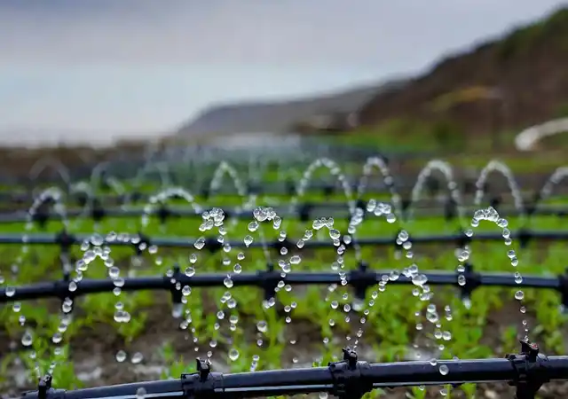 تصویر نزدیک از لولههای سیاه آبیاری قطرهای روی خاک اصلاحشده در منطقه چمخاله گیلان؛ قطرهچکانها آب را به صورت قطرههای معلق به گیاهان کوچک و سبز هالوفیت (مقاوم به شوری) میرسانند. گیاهان تازهروییده در خاک تیره دیده میشوند. پسزمینه شامل تپههای ملایم ساحلی و آسمان ابری شمالی ایران است. این عکس نمادی از کشاورزی پایدار و مدیریت موفق شوری خاک با روش آبیاری قطرهای است.