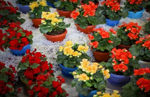 طراحی اصولی باغچه گل در گیلان